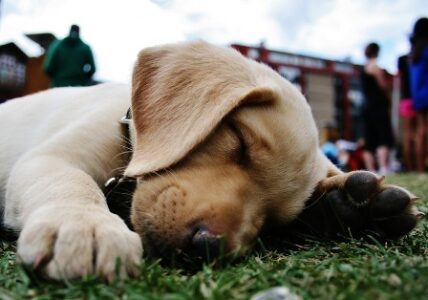 Photo of the Week: Puppy Love Image